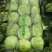 精品圆包菜甘蓝高山圆包菜农家自种品质好不烧心