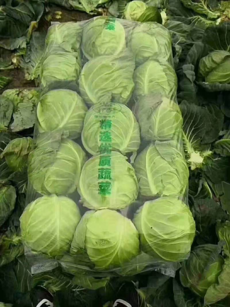 精品圆包菜甘蓝高山圆包菜农家自种品质好不烧心