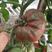 西红柿苗普罗旺斯西红柿苗沙瓤粉果西红柿苗铁皮番茄苗