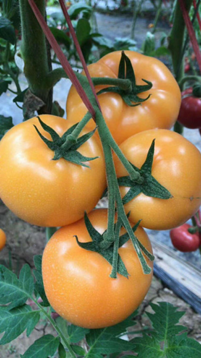 西红柿苗普罗旺斯西红柿苗沙瓤粉果西红柿苗铁皮番茄苗