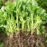 芹菜苗水芹菜苗山芹苗西芹苗香芹苗进口国产芹菜苗