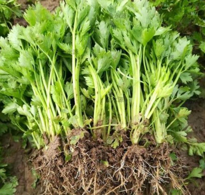 芹菜苗水芹菜苗山芹苗西芹苗香芹苗进口国产芹菜苗