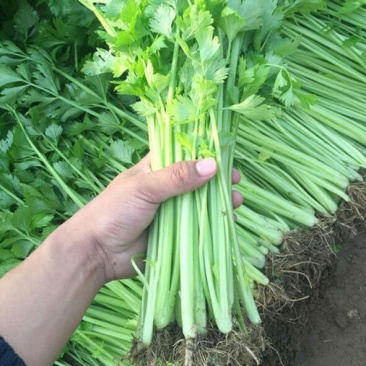芹菜苗水芹菜苗山芹苗西芹苗香芹苗进口国产芹菜苗
