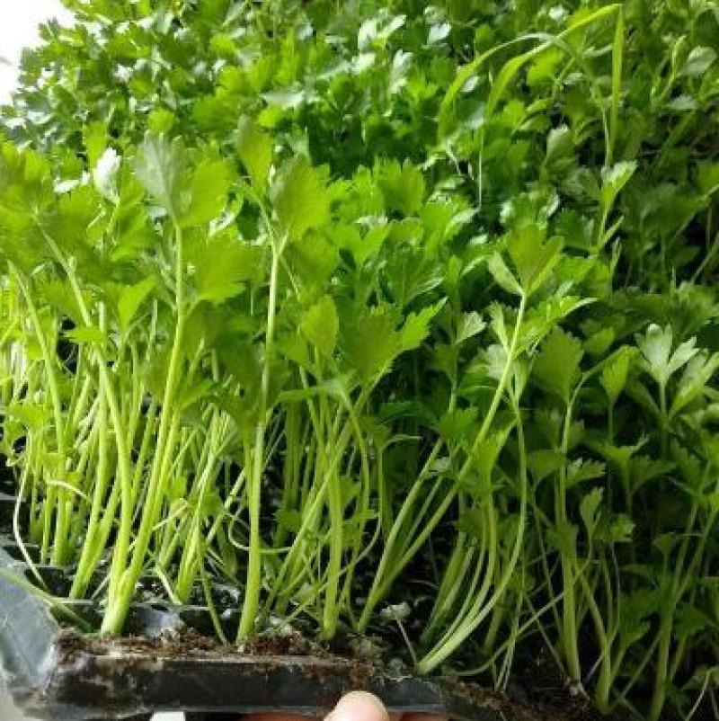 芹菜苗水芹菜苗山芹苗西芹苗香芹苗进口国产芹菜苗