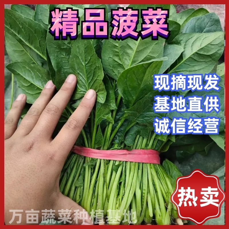 聊城精品菠菜脆嫩爽口大叶菠菜，产地直供品质保证一手货源。