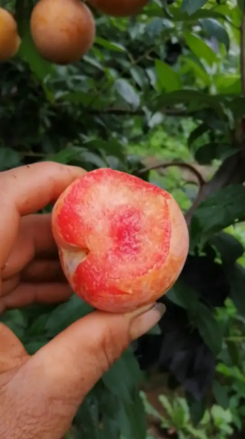 供应优质李子苗，有恐龙蛋，风味玫瑰，味帝，蜂糖李，西梅李