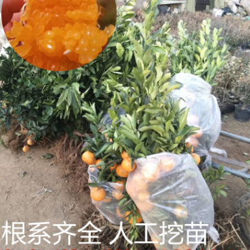 春见/耙耙柑柑橘苗嫁接苗市场热销口感清爽