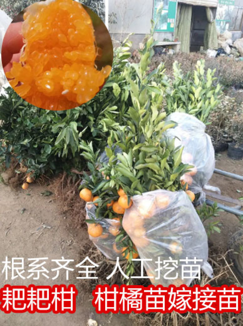春见/耙耙柑柑橘苗嫁接苗市场热销口感清爽