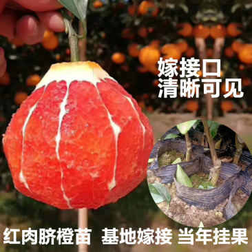 脐橙/血橙/红肉脐橙苗橙子苗基地嫁接当年挂果