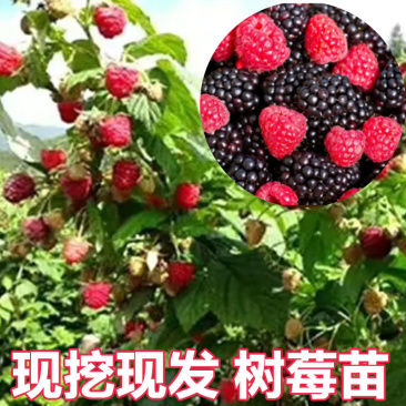 树莓苗南北种植基地直发不活免费补发提供种植技术