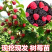 树莓苗南北种植基地直发不活免费补发提供种植技术