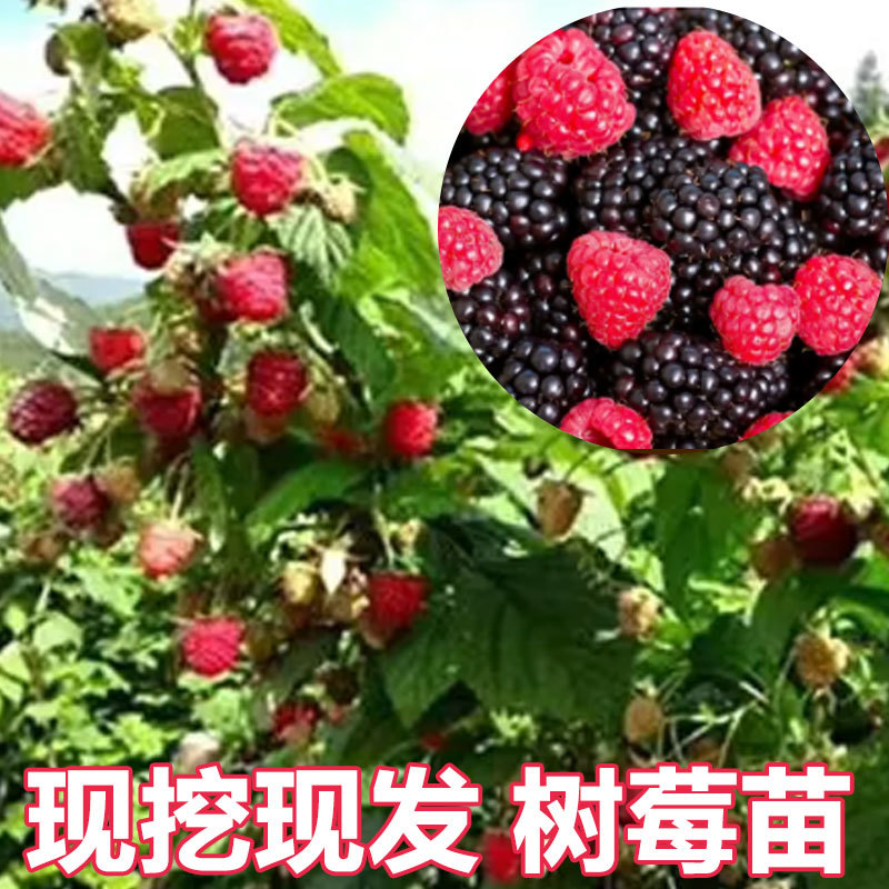 树莓苗南北种植基地直发不活免费补发提供种植技术