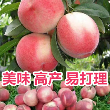 水密桃树苗嫁接蜜桃苗品种纯一手货源基地直发长期售后