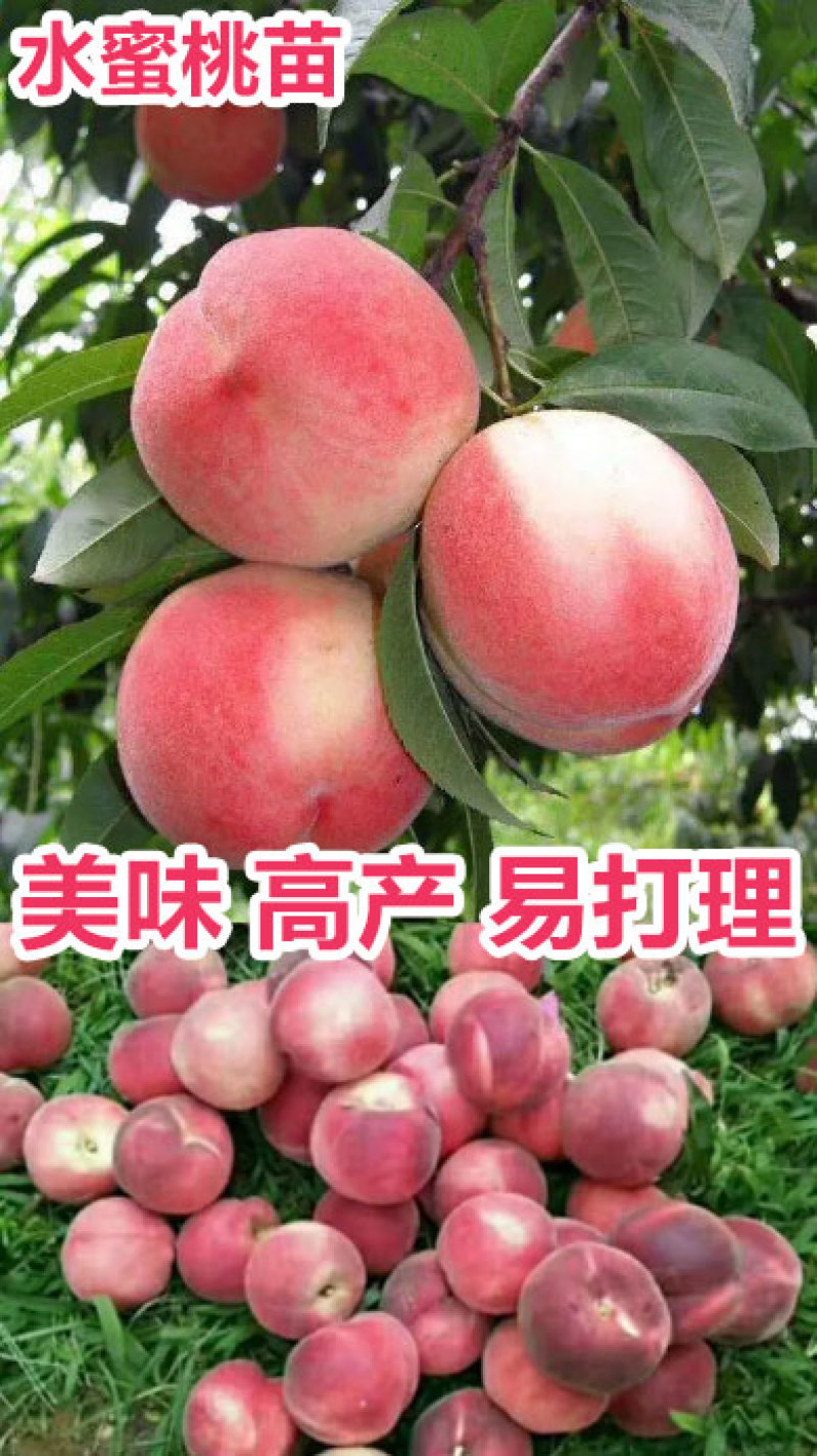 水密桃树苗嫁接蜜桃苗品种纯一手货源基地直发长期售后