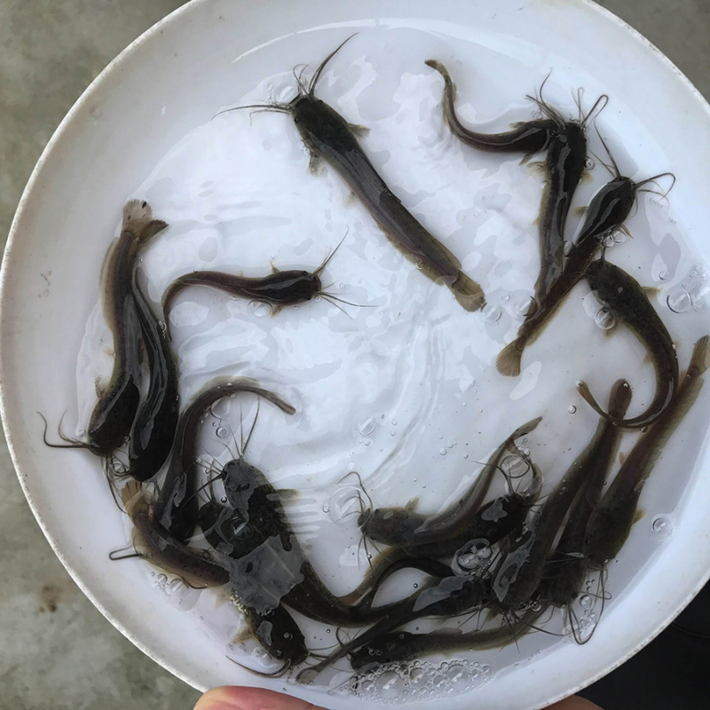 渔场直供埃及塘虱鱼苗供应良种八须胡子鲶鱼苗