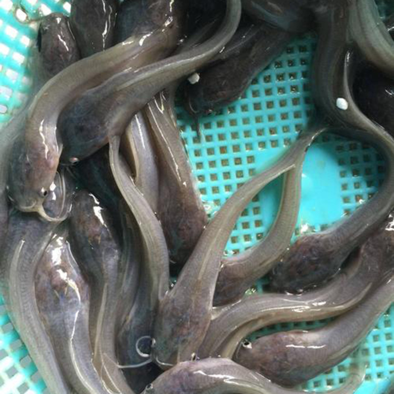 渔场直供埃及塘虱鱼苗供应良种八须胡子鲶鱼苗