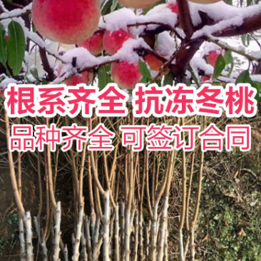 晚熟桃树苗秋雪红桃树苗抗寒易成活南北方种植
