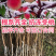 晚熟桃树苗秋雪红桃树苗抗寒易成活南北方种植