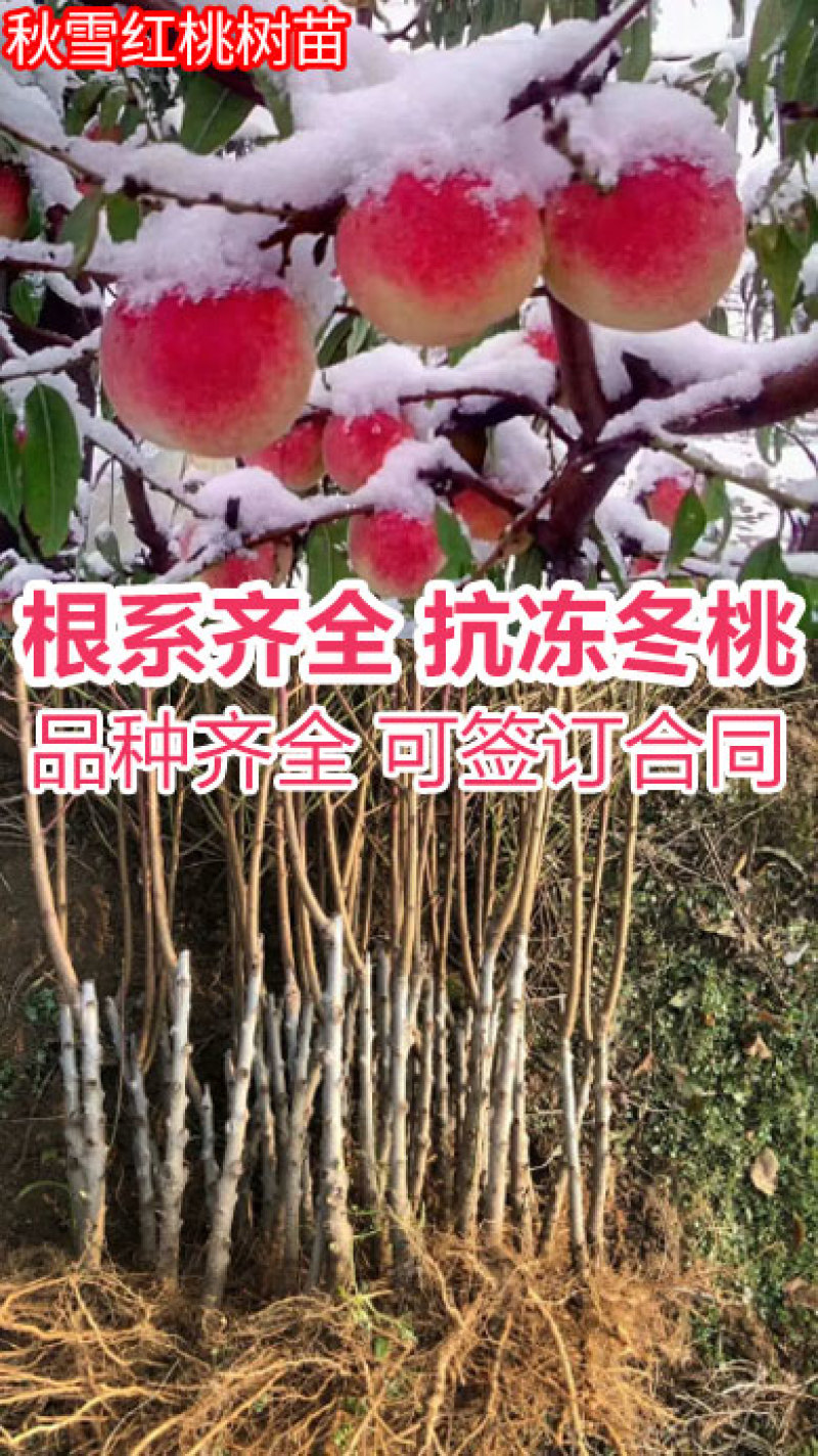 晚熟桃树苗秋雪红桃树苗抗寒易成活南北方种植