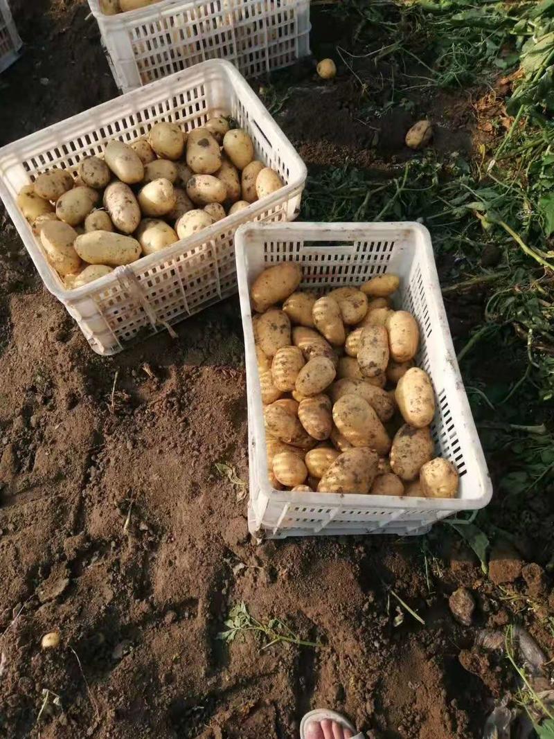 土豆山东青岛平度荷兰土豆产地直销【一手货源】欢迎咨询