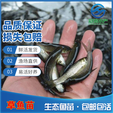 渔场直销草鱼苗供应草鱼苗良种抗病草鱼苗