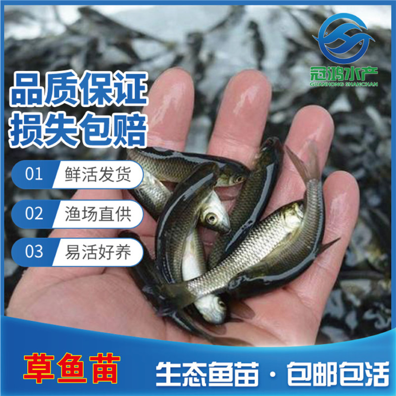 渔场直销草鱼苗供应草鱼苗良种抗病草鱼苗