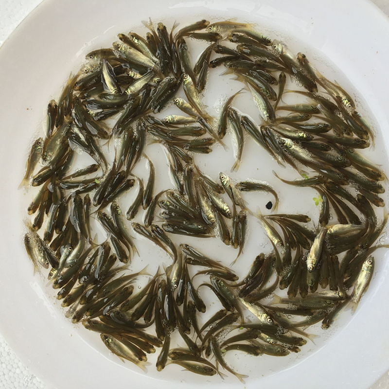 渔场直销草鱼苗供应草鱼苗良种抗病草鱼苗