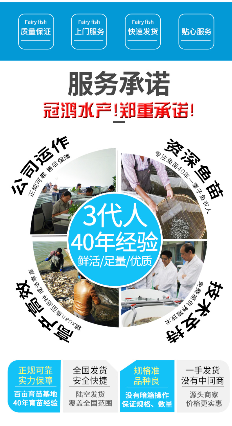 渔场直销草鱼苗供应草鱼苗良种抗病草鱼苗