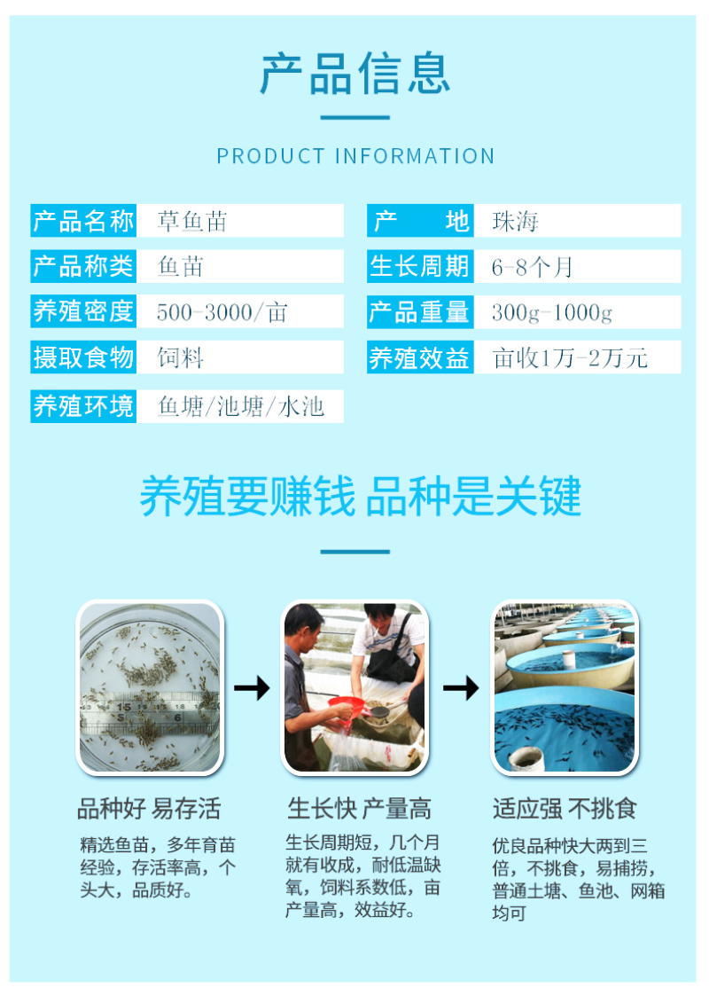 渔场直销草鱼苗供应草鱼苗良种抗病草鱼苗