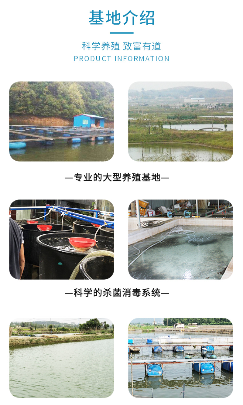 渔场直销草鱼苗供应草鱼苗良种抗病草鱼苗