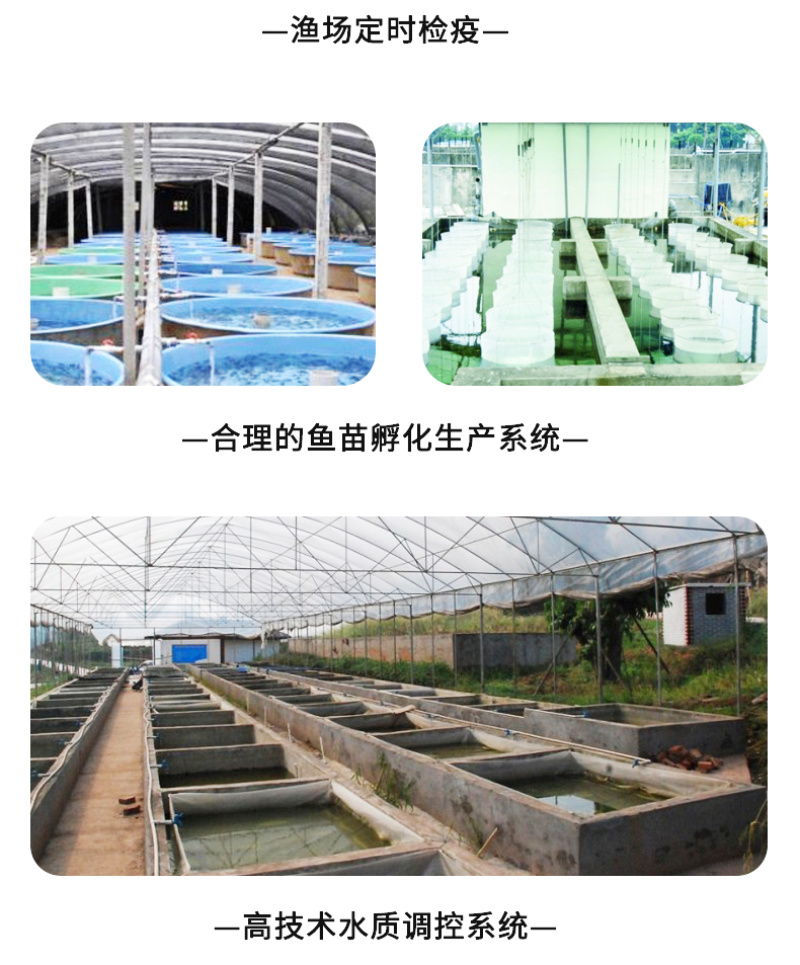 渔场直销草鱼苗供应草鱼苗良种抗病草鱼苗
