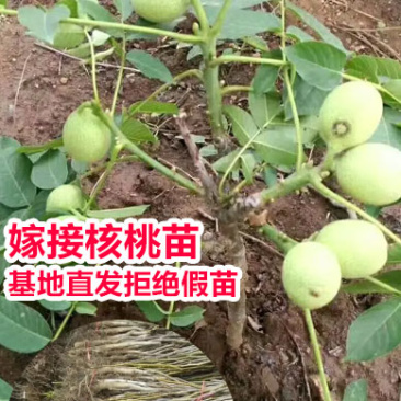 香玲核桃苗一手嫁接苗基地直发拒绝假苗实地考察签合同