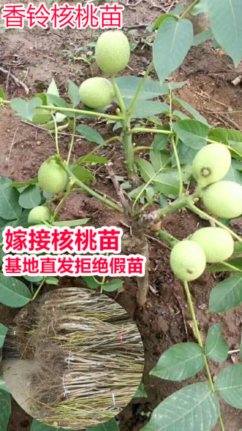 香玲核桃苗一手嫁接苗基地直发拒绝假苗实地考察签合同