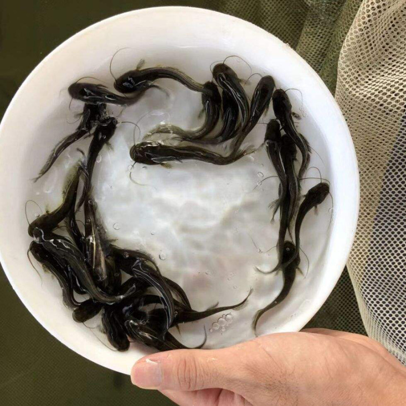 渔场直供杂交良种大口鲶鱼苗全国包邮发货技术指导