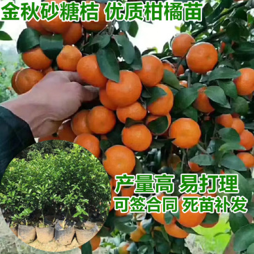 金秋砂糖桔优质柑橘苗一手嫁接品种保障基地直发