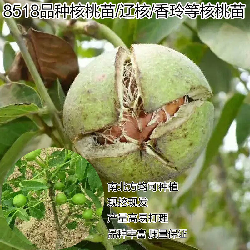 8518品种核桃苗/辽核/香玲等核桃苗品种丰富质量保证