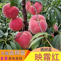 【荐】优质桃树苗黄金蜜1号水蜜桃锦绣黄桃映霜红苗
