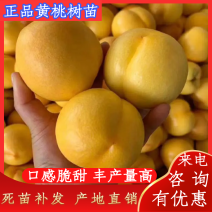桃树苗，黄金密口感脆甜，丰产量高，品种保证质量死苗补发，