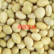 高蛋白优质大豆适用于各种豆制品出菜多产品优