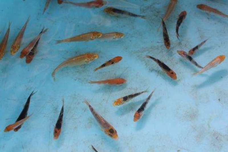 渔场直供纯种日本锦鲤鱼苗各种颜色锦鲤鱼苗全国包邮发货技术