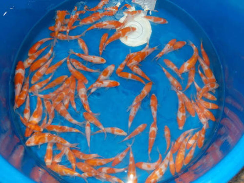 渔场直供纯种日本锦鲤鱼苗各种颜色锦鲤鱼苗全国包邮发货技术