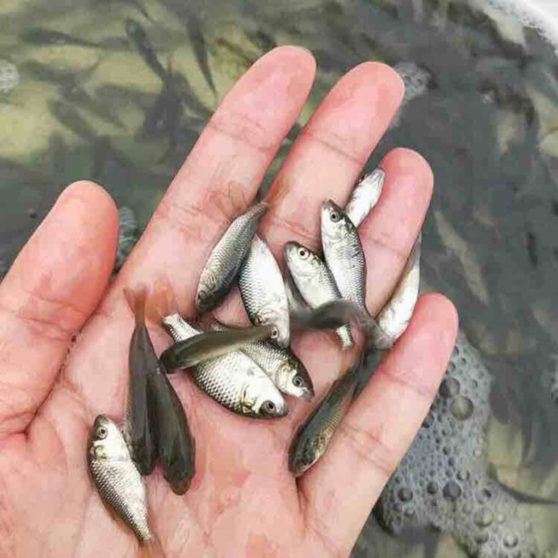 广东渔场直供快大抗病良种建鲤鲤鱼苗全国包邮发货技术指导