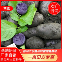 黑金刚土豆种子，红心土豆，适应性强各地区都可种植