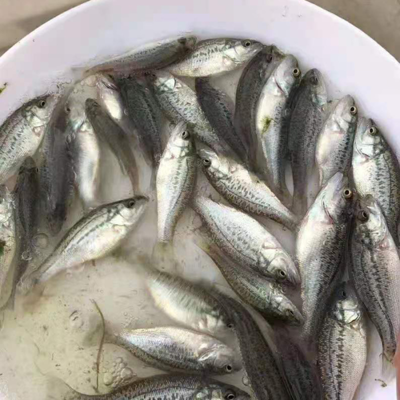 渔场直供抗病鲈鱼苗供应加州鲈鱼苗工厂化养殖鲈鱼苗技术指导