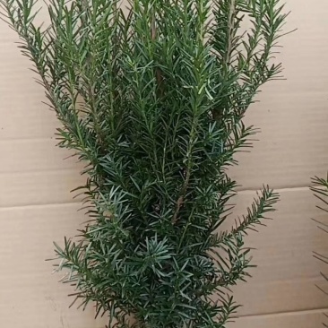 供应红豆杉苗木曼地亚红豆杉美国红豆杉南方红豆杉苗木庭院景