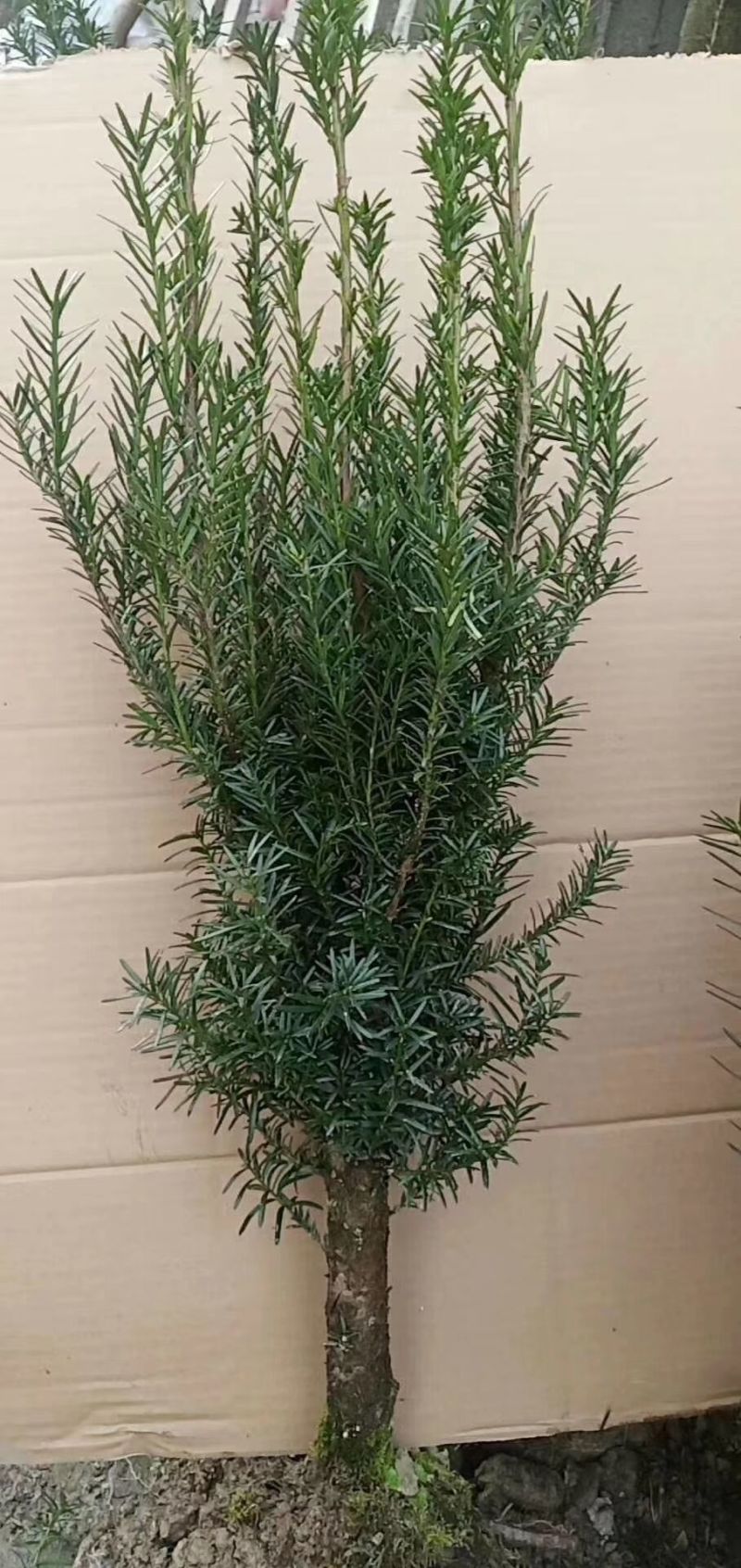 供应红豆杉苗木曼地亚红豆杉美国红豆杉南方红豆杉苗木庭院景