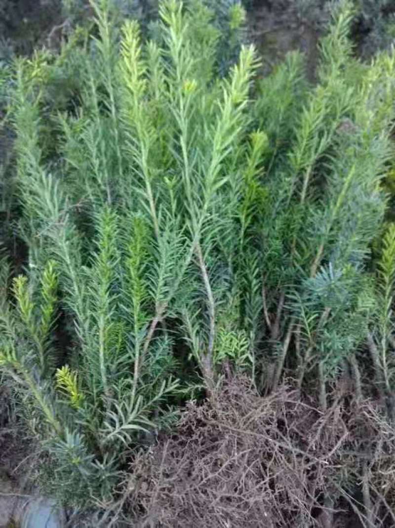 供应红豆杉苗木曼地亚红豆杉美国红豆杉南方红豆杉苗木庭院景