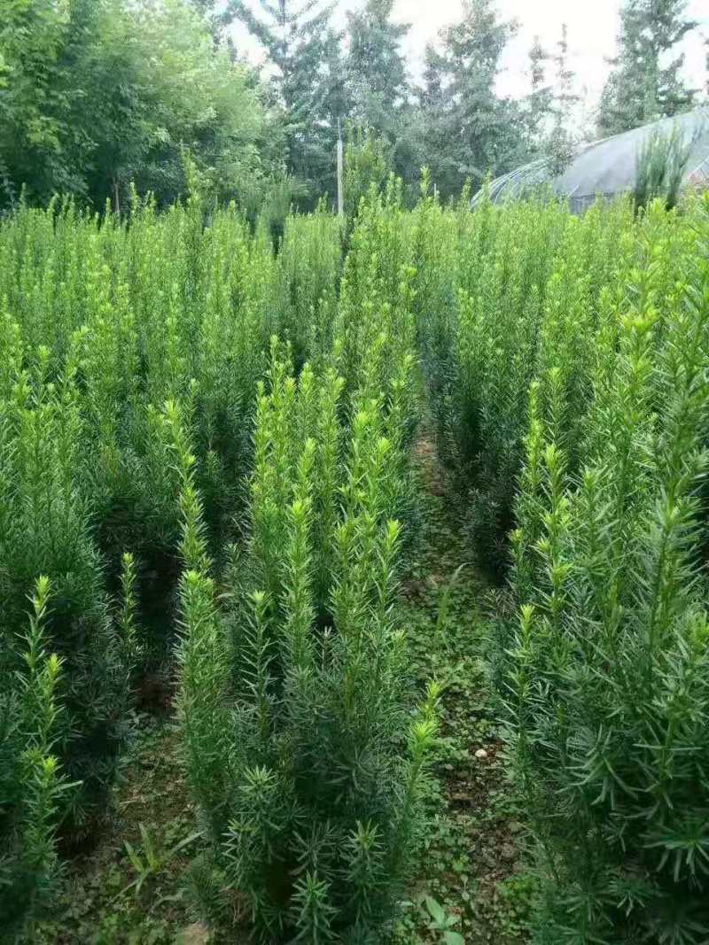 供应红豆杉苗木曼地亚红豆杉美国红豆杉南方红豆杉苗木庭院景