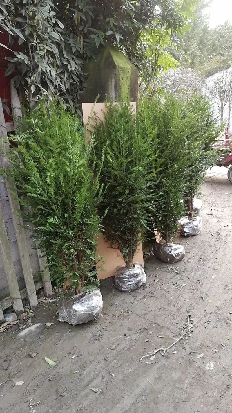 供应红豆杉苗木曼地亚红豆杉美国红豆杉南方红豆杉苗木庭院景