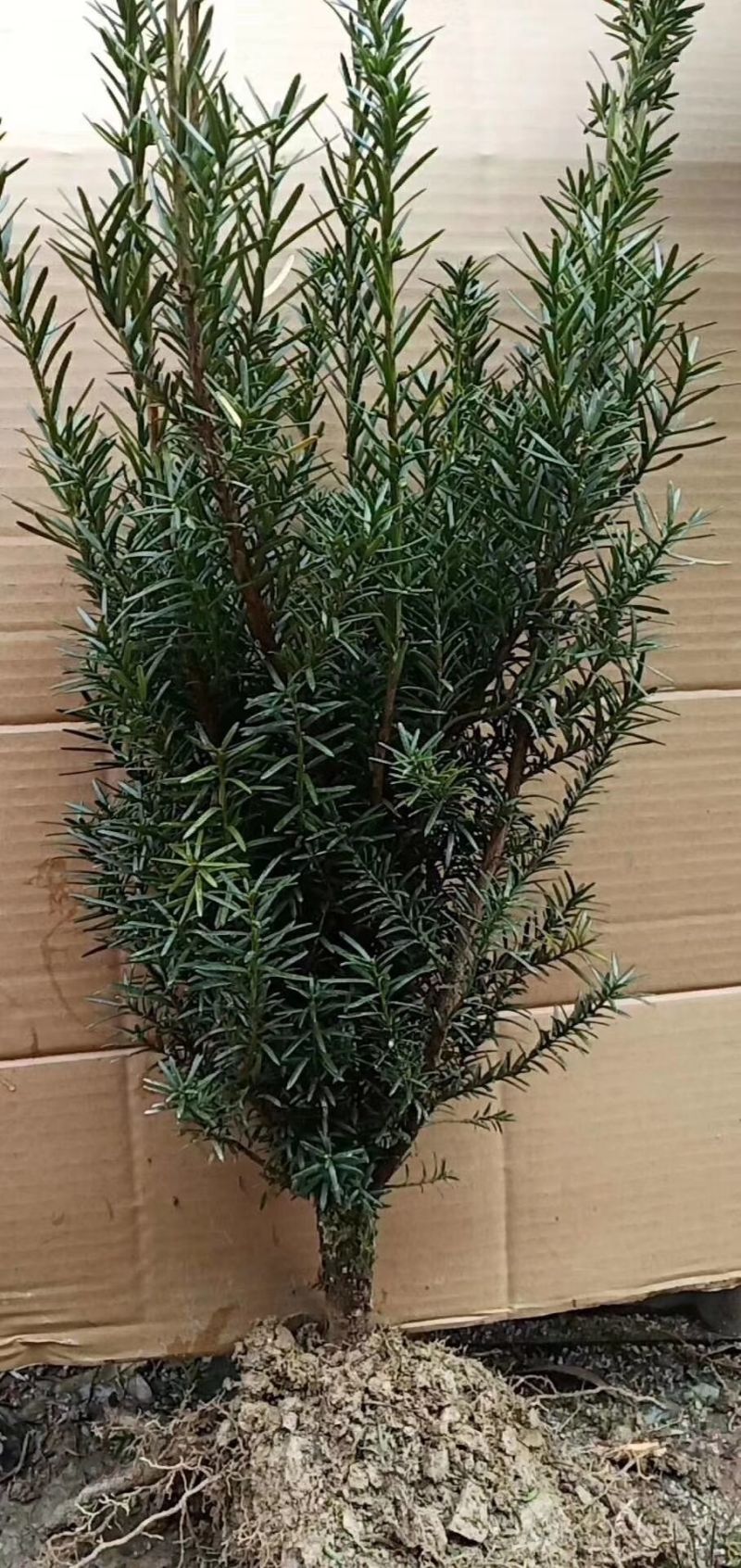 供应红豆杉苗木曼地亚红豆杉美国红豆杉南方红豆杉苗木庭院景